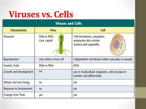 viruses are similar to prokaryotic cells.
